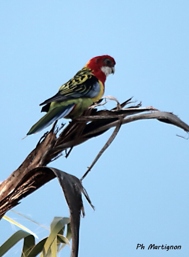 Perruche omnicolore, identification