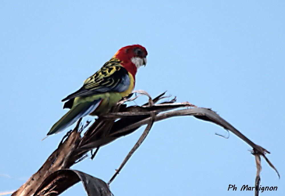 Perruche omnicolore, identification