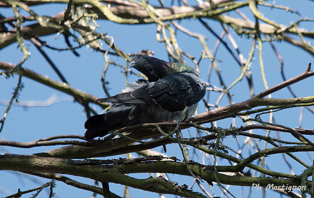 Rock Dove, identification