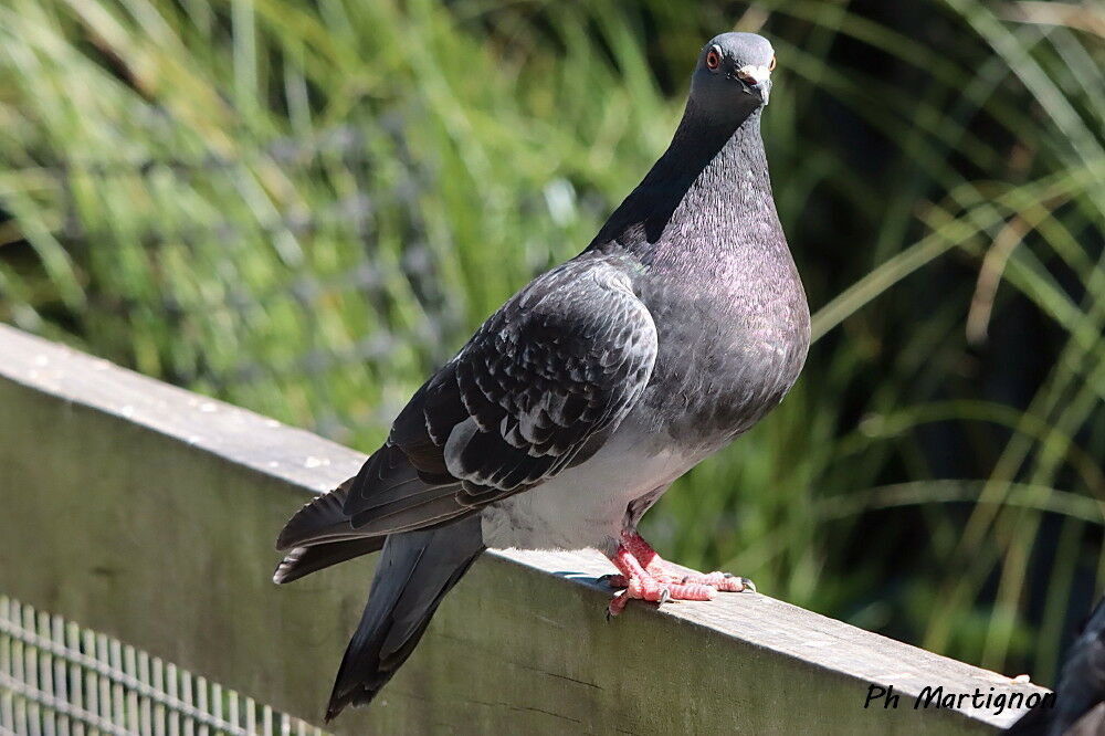Pigeon biset