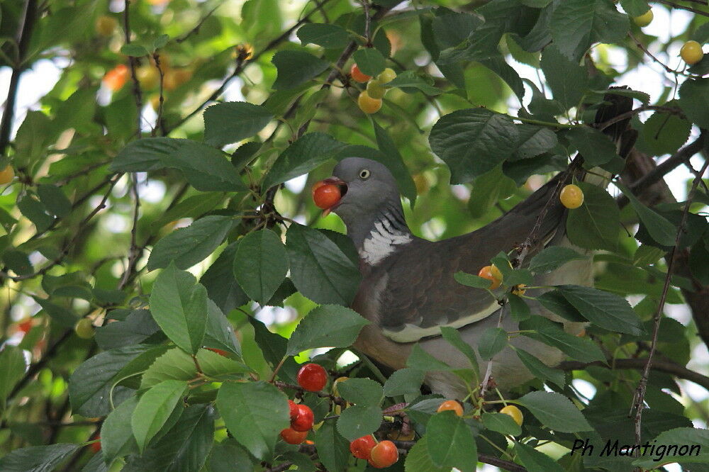 Pigeon ramier, identification, mange