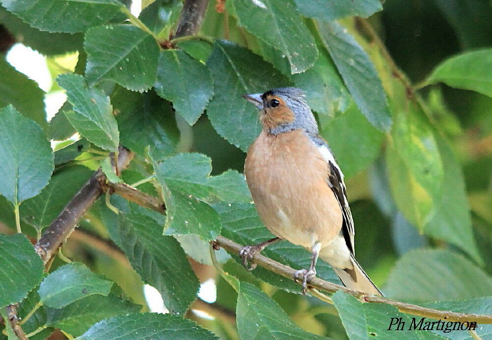 Eurasian Chaffinch male