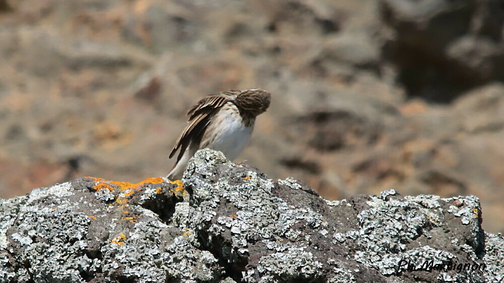Pipit austral - Pipit de Nouvelle-Zélande<br />, identification