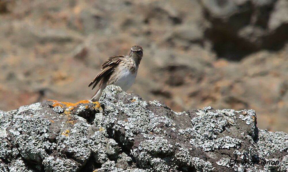 Pipit austral