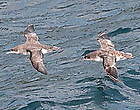 Puffin boréal