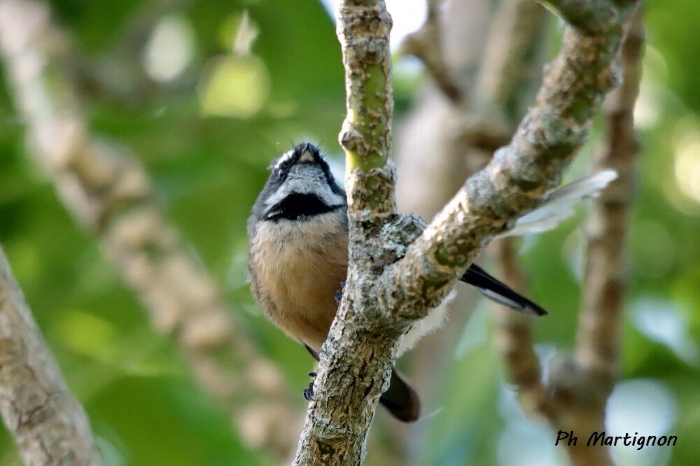 Rhipidure à collier