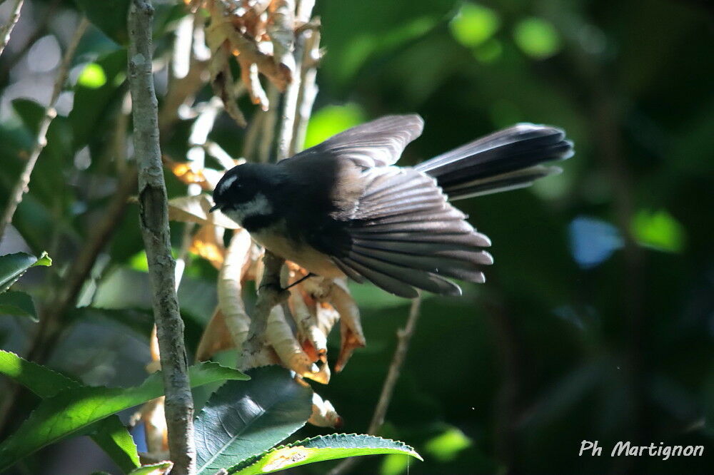 Rhipidure à collier, identification