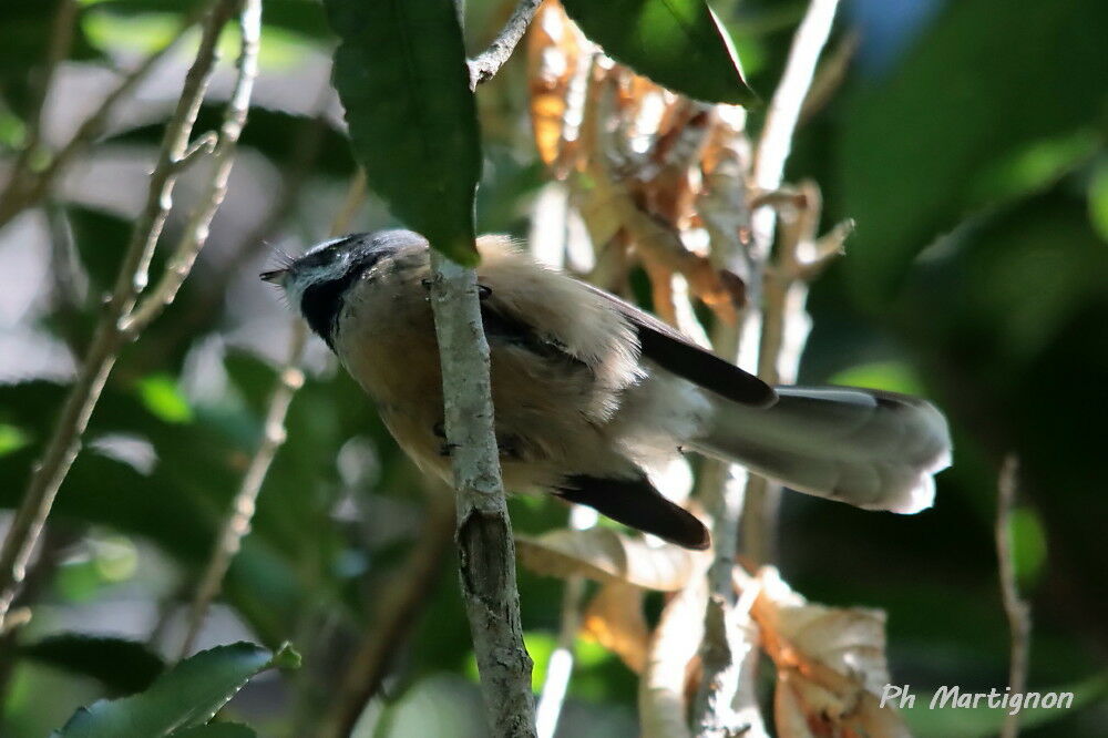 Rhipidure à collier, identification