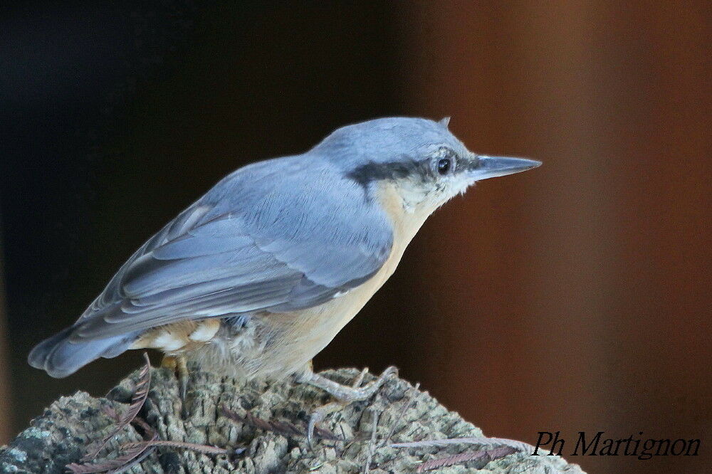 Sittelle torchepot, identification