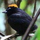 Tangara de Delattre