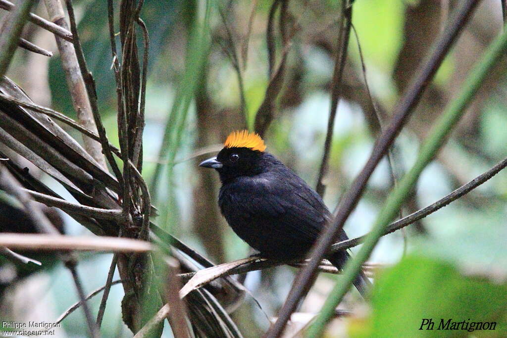 Tangara de Delattre mâle adulte, identification
