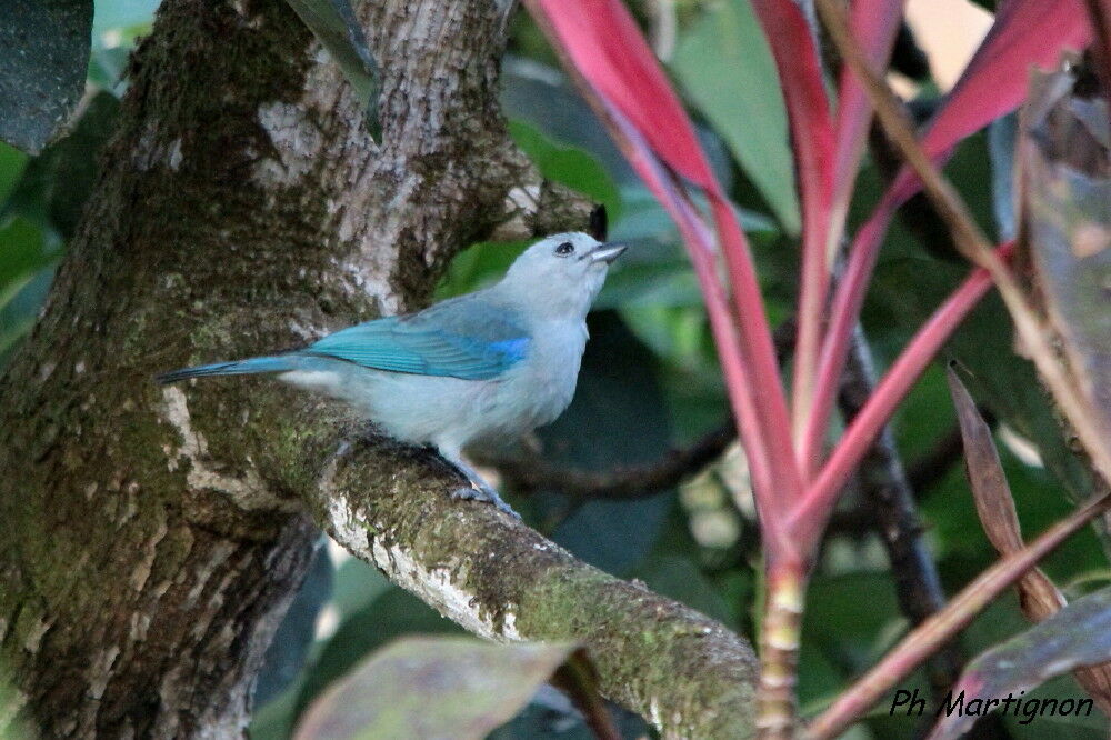 Tangara évêque, identification