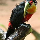 Toucan à ventre rouge