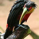 Toucan à ventre rouge
