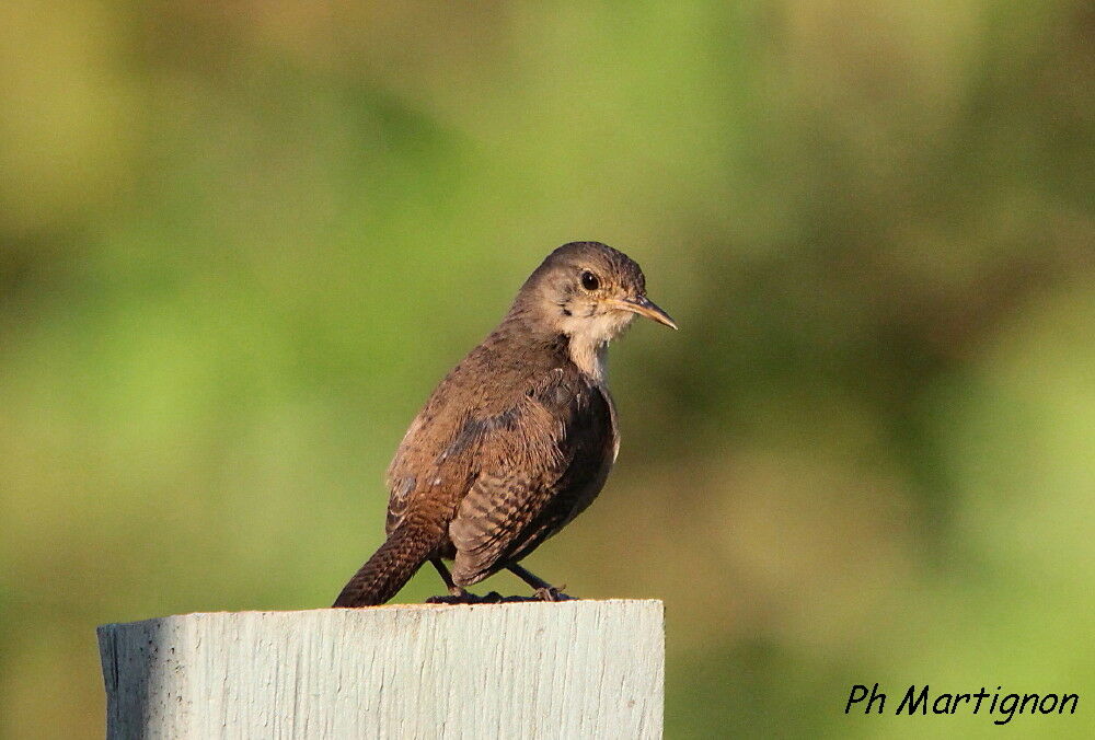 Troglodyte austral, identification