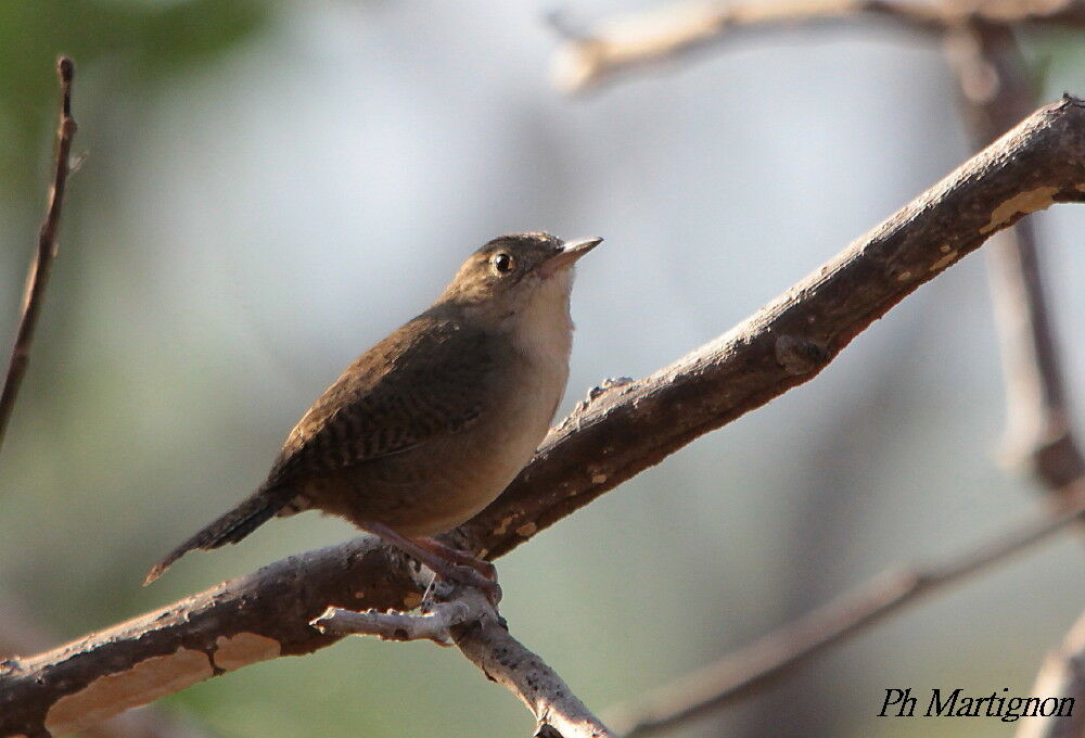 Troglodyte austral, identification