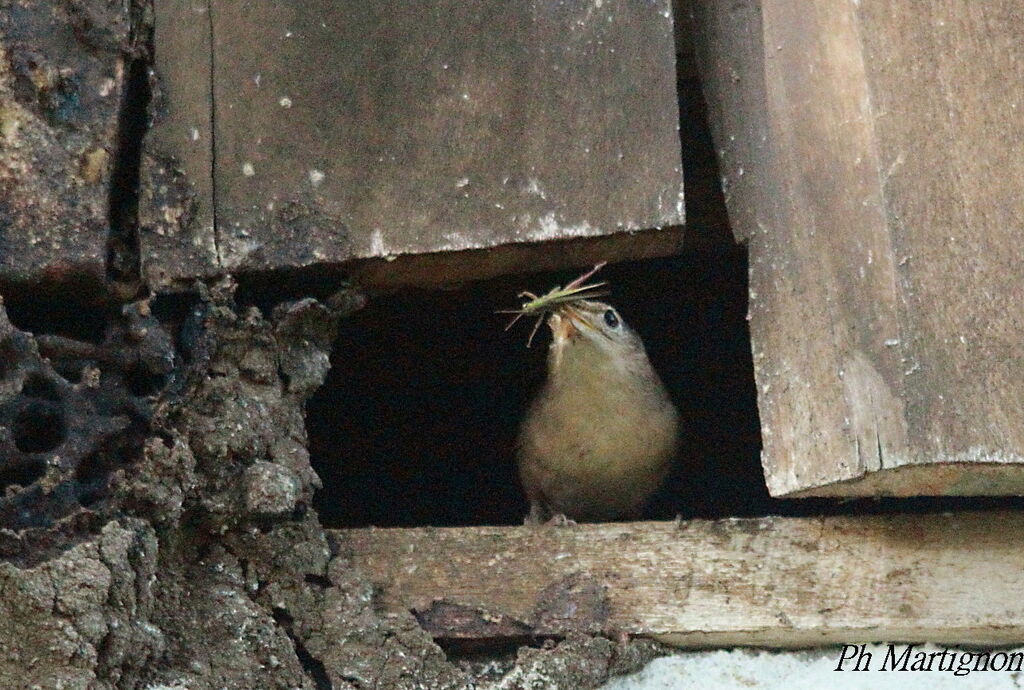 Troglodyte austral