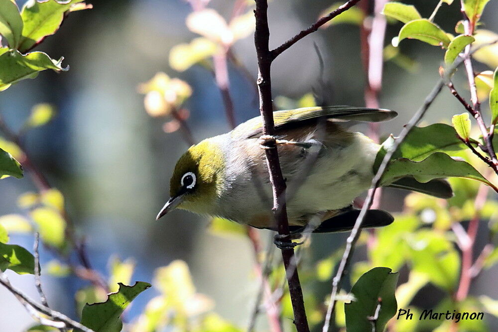 Viréo aux yeux blancs, identification