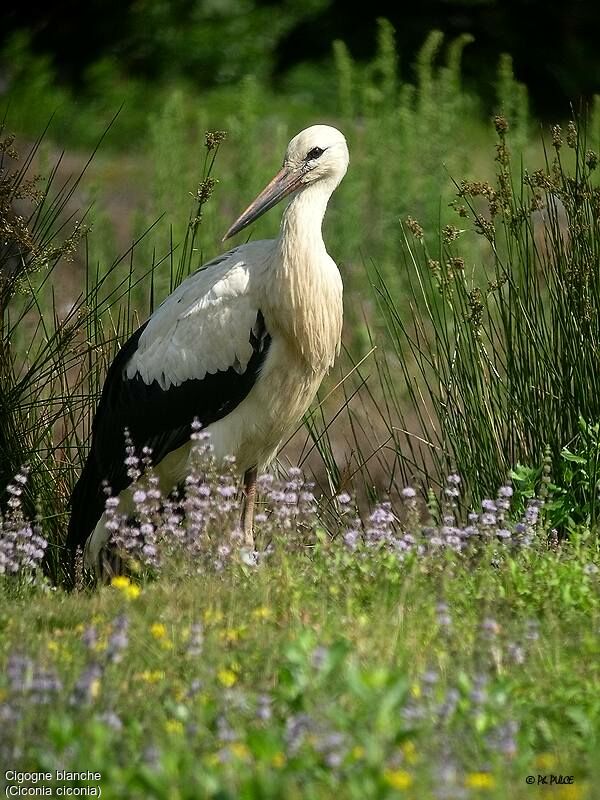 White Stork