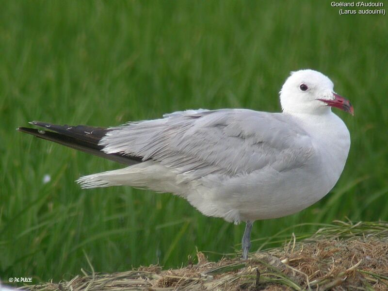 Audouin's Gull