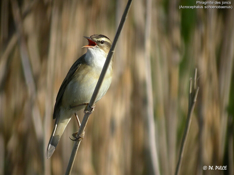 Phragmite des joncs
