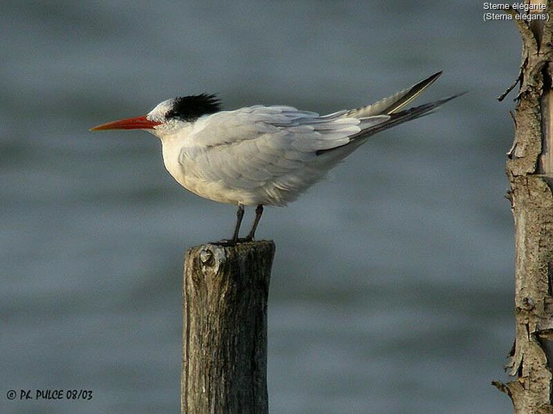 Elegant Tern