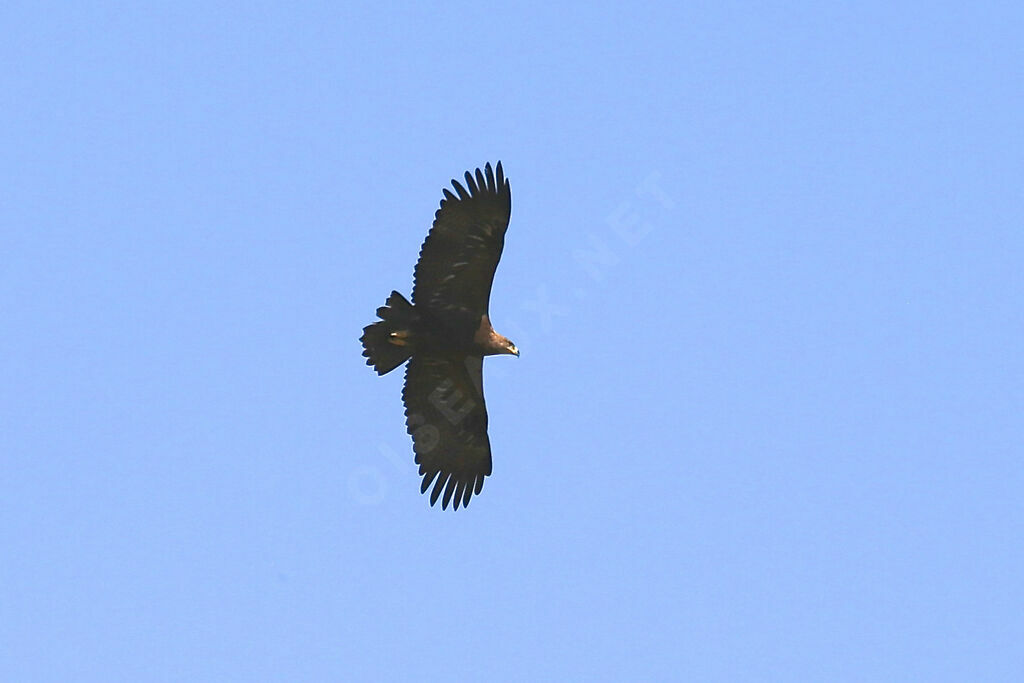 Aigle des steppes