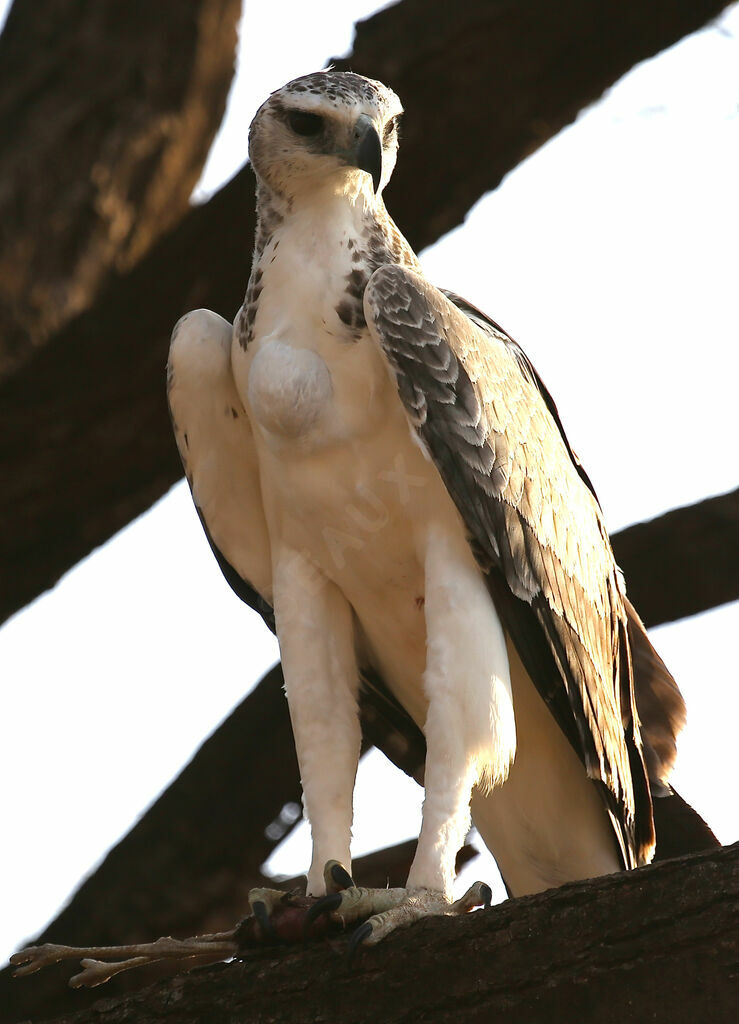 Martial Eagle