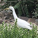 Aigrette de Chine