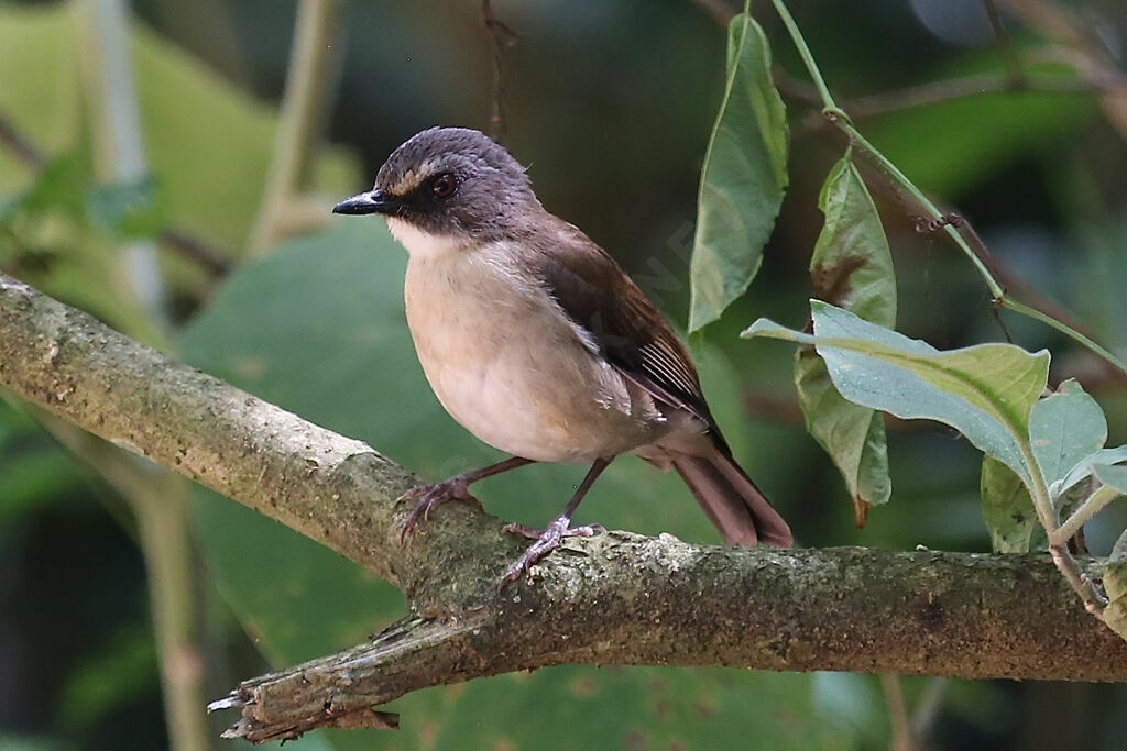 Brown-chested Alethe