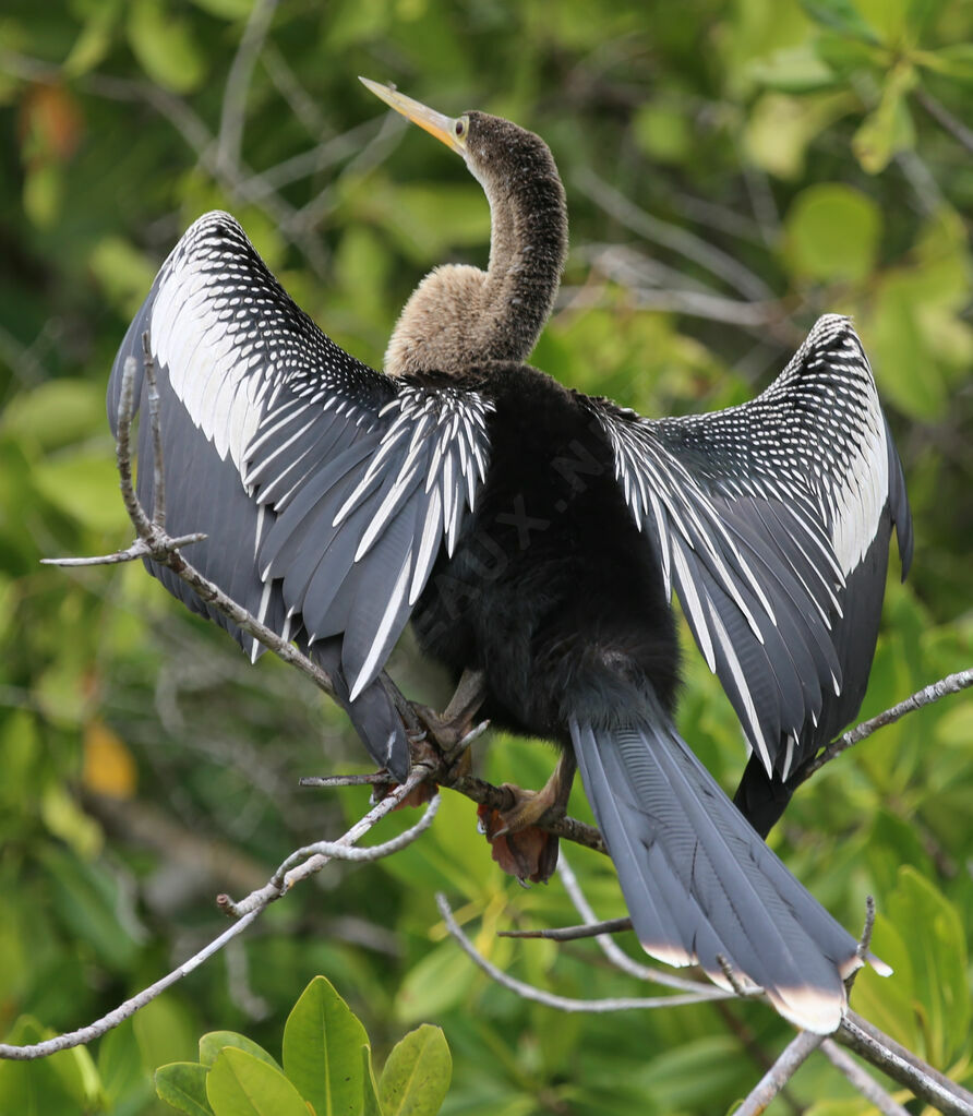 Anhinga d'Amérique