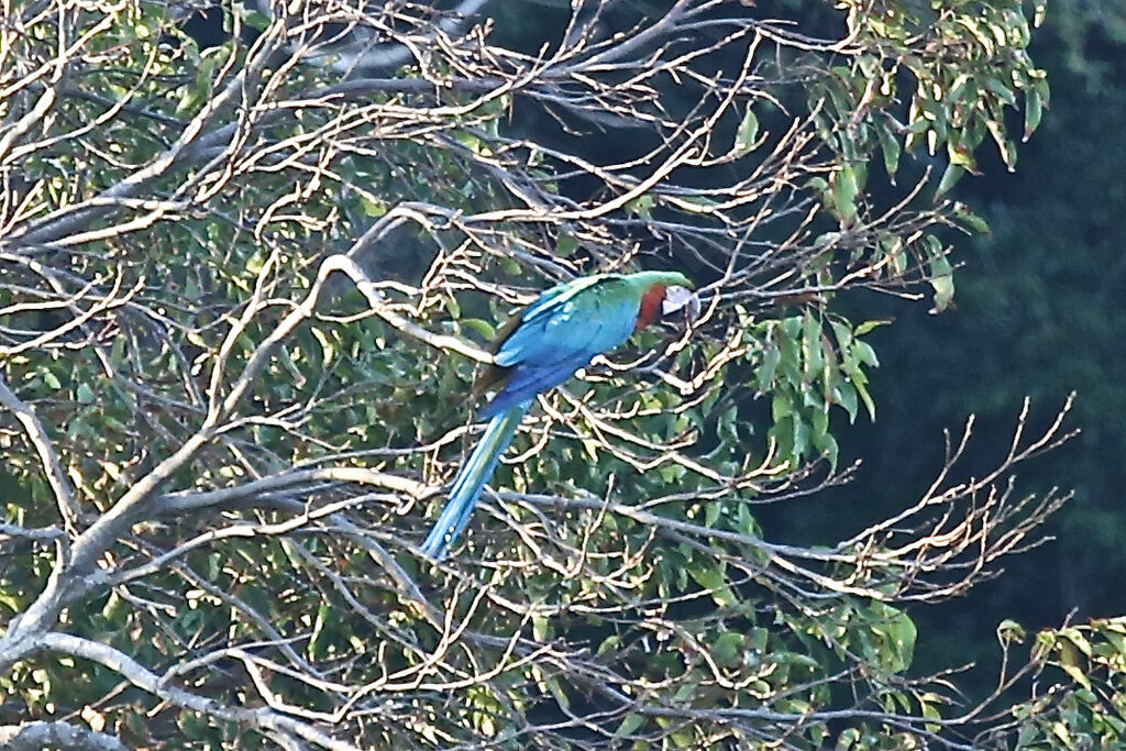 Blue-and-yellow Macaw