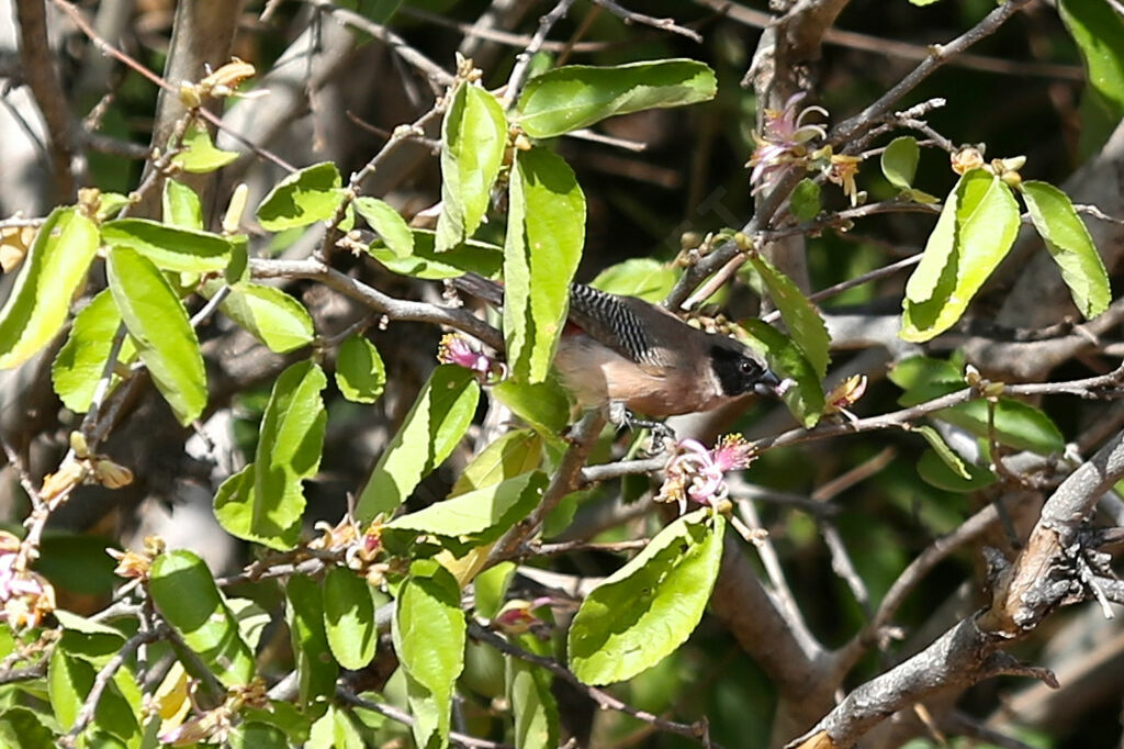 Astrild des fées