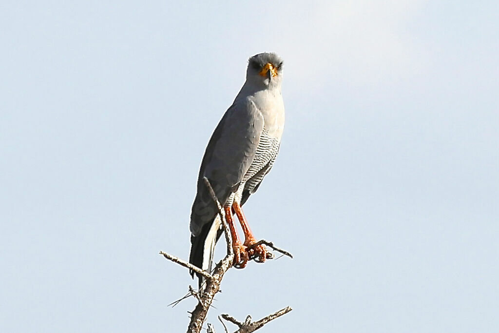 Autour à ailes grises