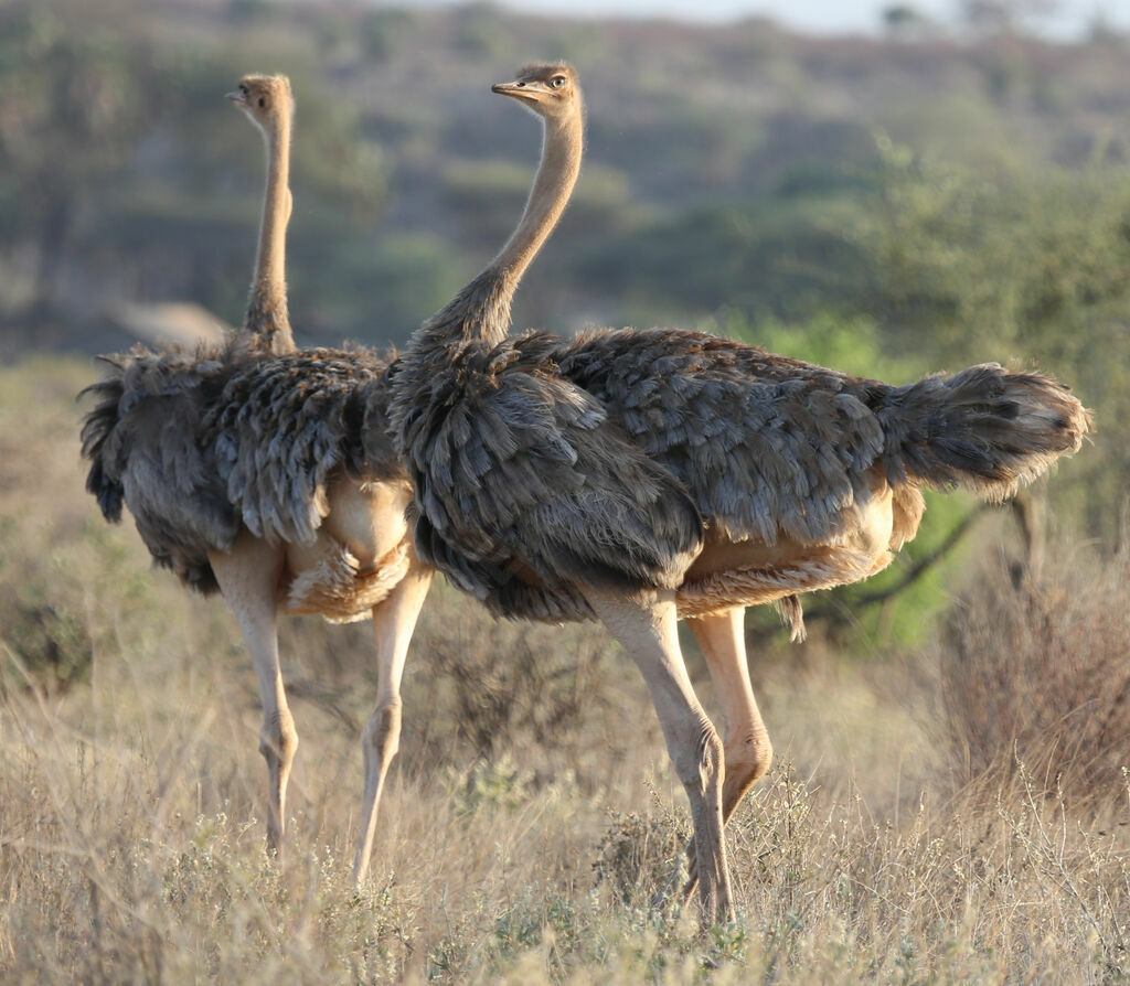 Common Ostrich