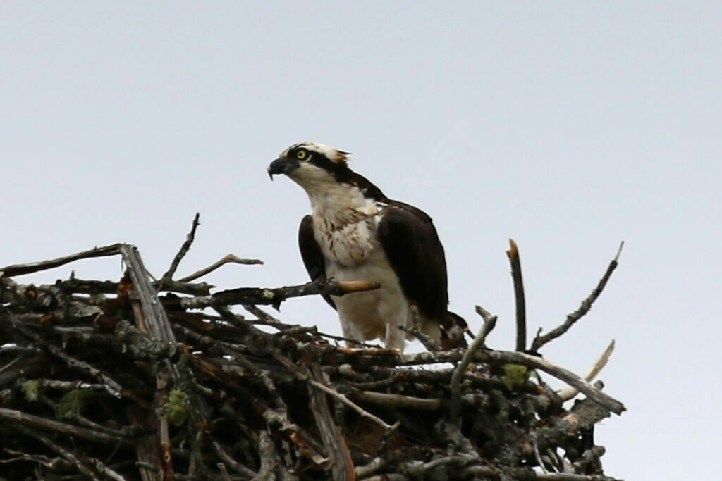 Balbuzard pêcheur