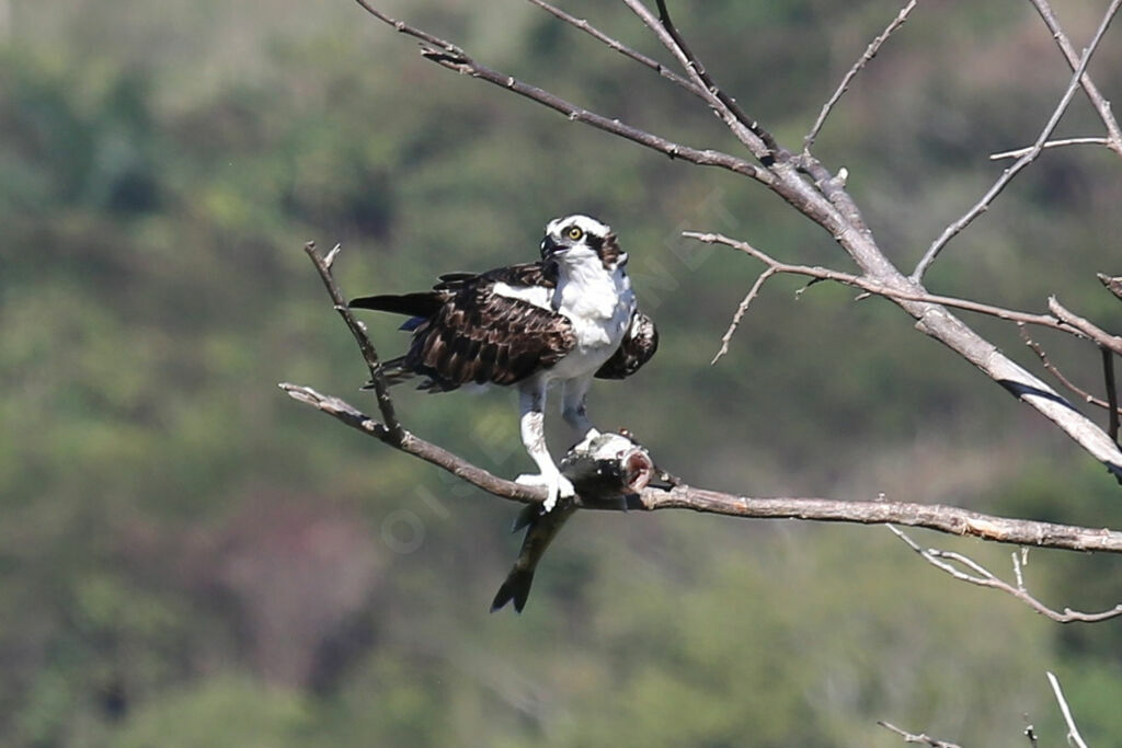 Balbuzard pêcheur