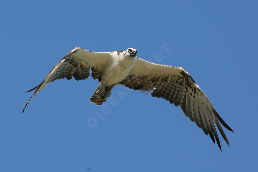 Balbuzard pêcheur