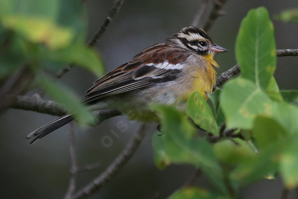 Golden-breasted Bunting