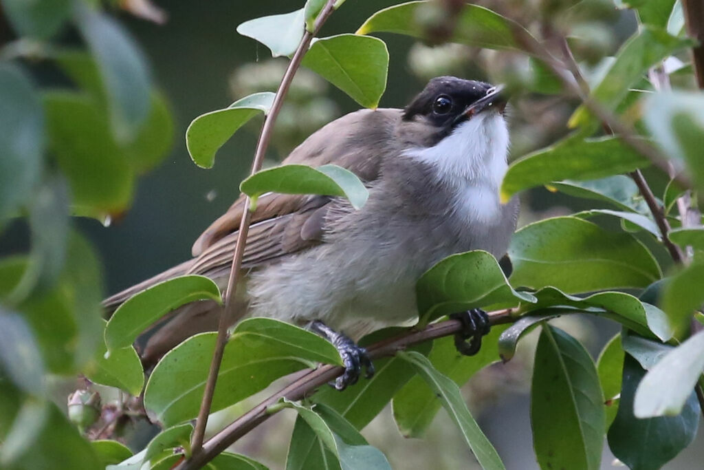 Brown-breasted Bulbul