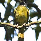Bulbul à semi-collier