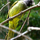 Bulbul à semi-collier
