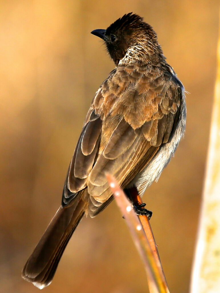 Bulbul des jardins