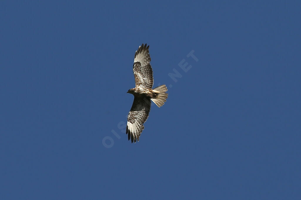 Buse variable