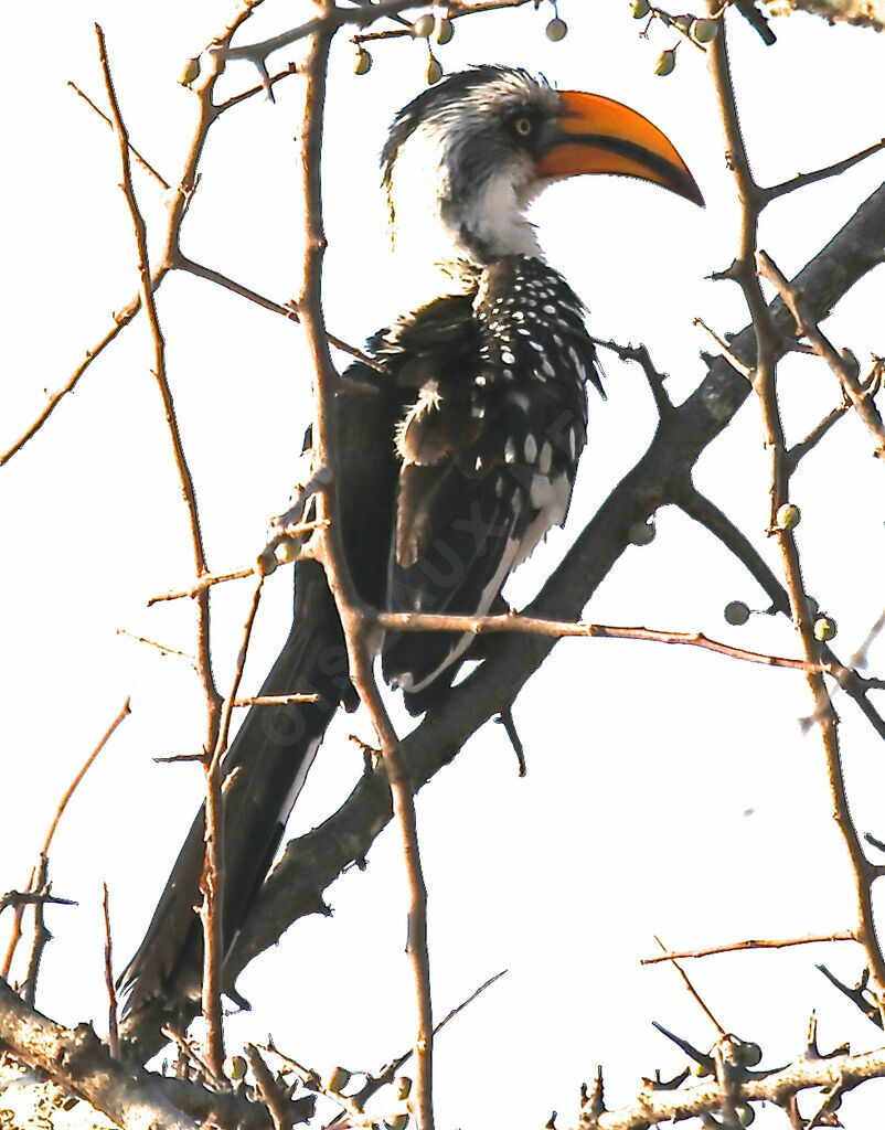 Eastern Yellow-billed Hornbill