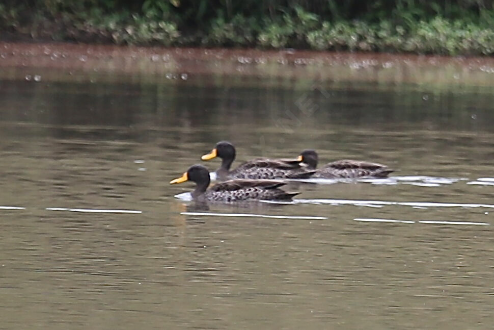 Canard à bec jaune