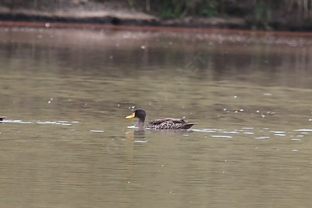Canard à bec jaune