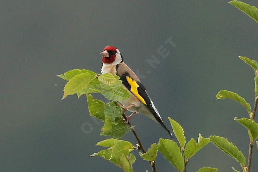 Chardonneret élégant
