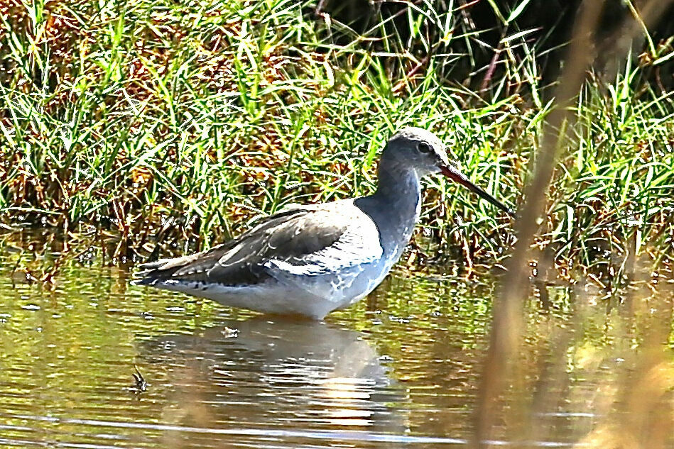 Spotted Redshank
