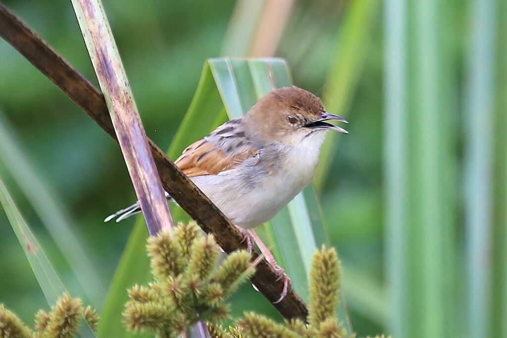 Rufous-winged Cisticola